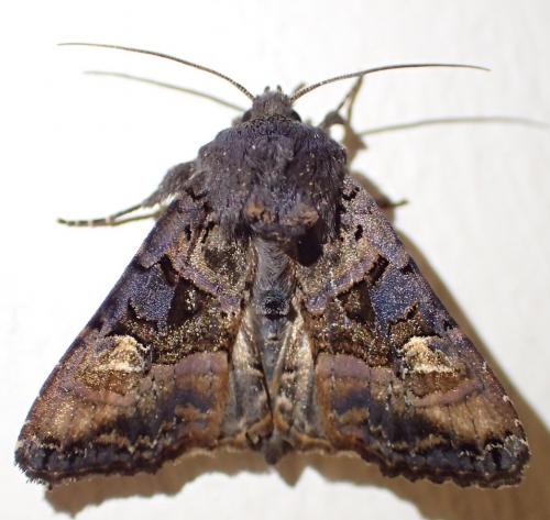 Réf. 275 638 : Euplexia lucipara